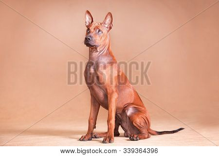 red dog Thai ridgeback breed sitting on a red background
