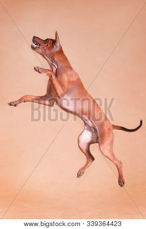 Thai Red Ridgeback dog breed on a red background jumps high