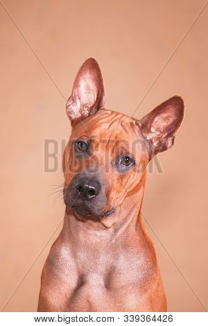 Portrait of a red dog Thai ridgeback breed on a red background