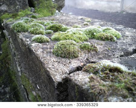 Green Moss On Stone Blocks. The Old Building. Close-up. Moss Is A Creeping Spore Green Plant Without