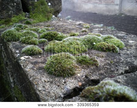Green Moss On Stone Blocks. The Old Building. Close-up. Moss Is A Creeping Spore Green Plant Without
