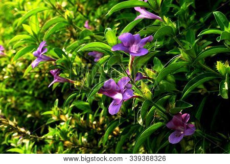 A Group Of Melastome Flowers, Morning Sunlight Illuminates The Flowers