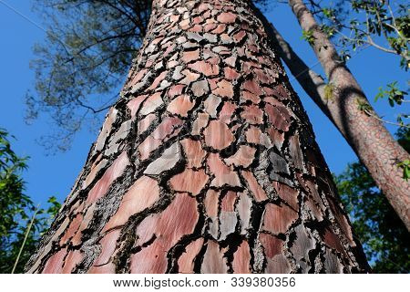 Maritime Pinetrunk View From Below. Big Pinus Pinaster Tree In The Botanical Garden In Batumi.