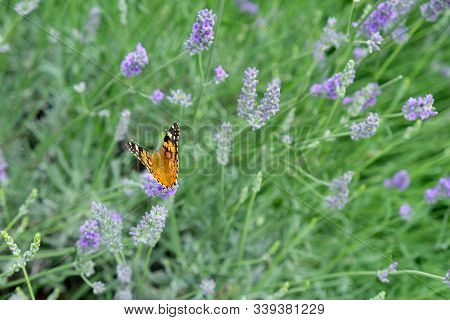 Painted Lady On Lavender Flower, Closeup. Lavender Flowers On A Background Of Plants In The Park. Bu