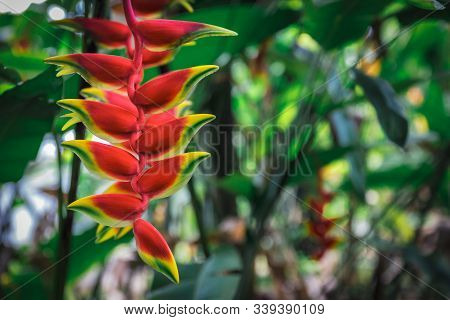 Heliconia Rostrata Flower, Or Hanging Lobster Claw, Close View In Tropical Garden, Image For Backgro