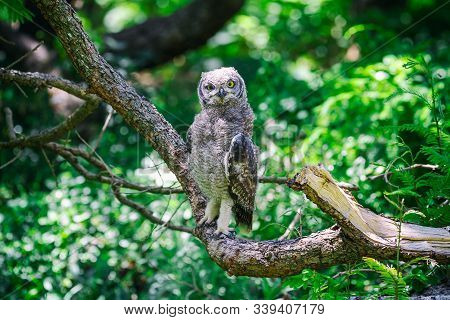Spotted Eagle Owl Sitting On A Tree Branch In Cape Town, South Africa
