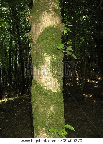 Close Up Of Tree Trunk With Green Moss With Green Tree Background In Summer. Natural Environment.  B