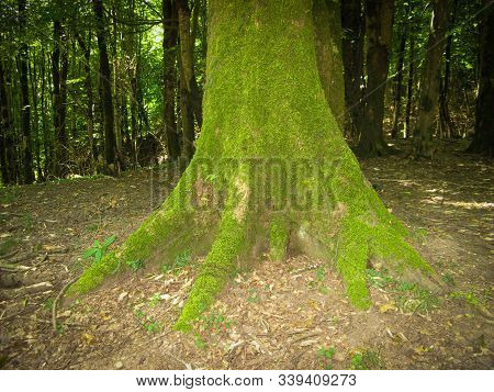 Tree Trunk Covered With Green Moss With Green Tree Background In Summer. Tree Bark With Green Moss. 