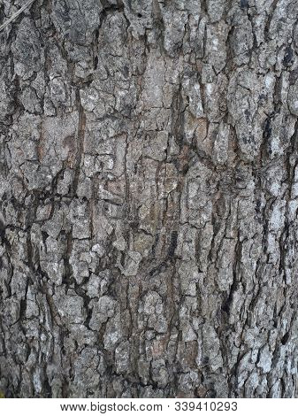 Bark Of Tree Trunk Close-up Texture,stock Photo In Burnpur,west Bengal