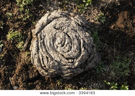 말린된 버팔로 칩 또는 배설물