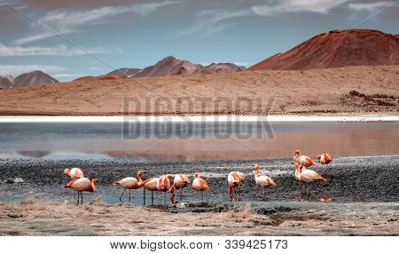 Beautiful flamingos at sunshine lagoon in mountanious