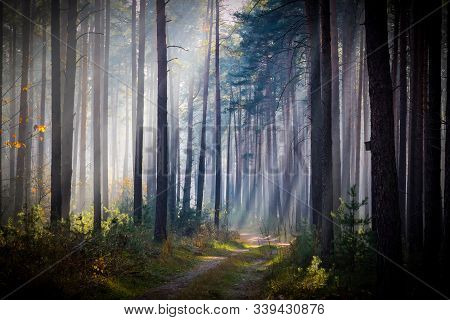 Igh Pine Forest. November Morning. Fog Rises Between The Trees, Illuminated By The Rays Of The Risin