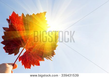 Red Leaf In Hand Against October Clen Sky With Sun
