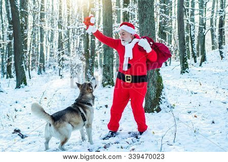 Santa With Dog. Delivery Christmas Gifts. Santa Claus Comes With Gifts From The Outside