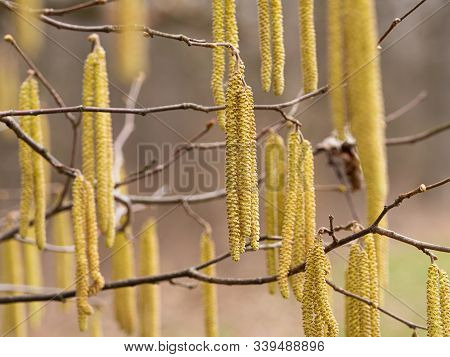 Blossom Of Alnus Serrulata, The Hazel Alder Or Smooth Alder In Early Spring