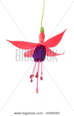 Fiore fucsia