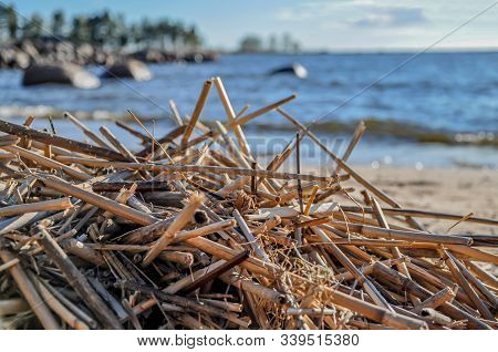 Сlose-up Of A Bunch Of Dry Reeds, Thrown By The Waves On The Sandy Shore Of The Sea On A Windy Sunny