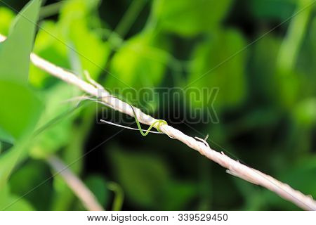 A Pea Vine Curling Around A String