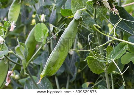 Closeup Of A Pea Pod Growing On A Vine