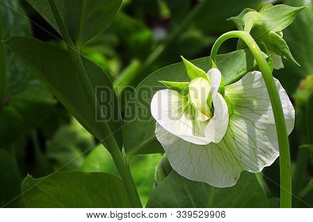 Detailed Macro View Of The Wing Petals On A Pea Blossom