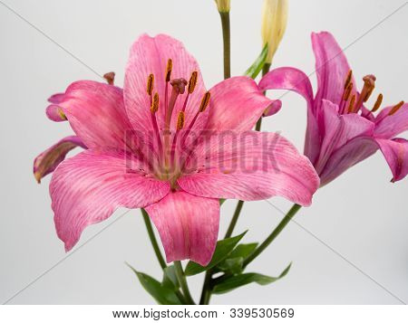 Beautiful Pink Lilium Flower On White Background