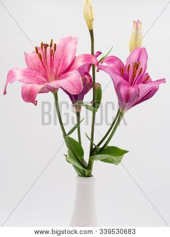 Beautiful Pink Lilium Flower On White Background