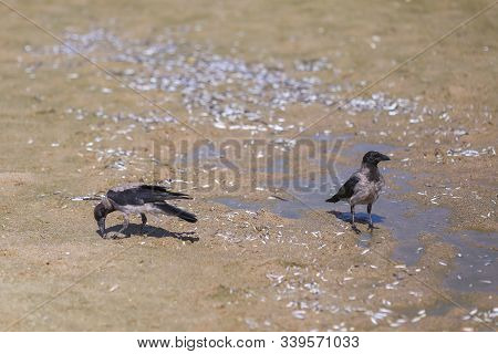 Crows Eating Small Stranded Anchovy Fish On A Beach