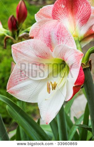Amarylis Bloom