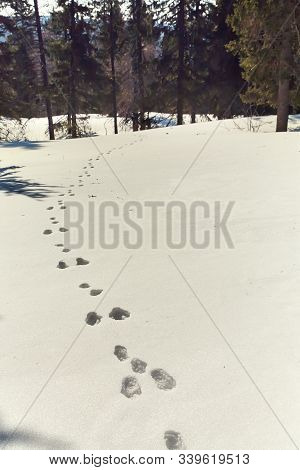 Hare Traces In The Snow In The Winter Forest.
