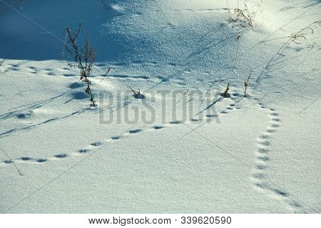 Traces In The Snow In The Winter Forest.