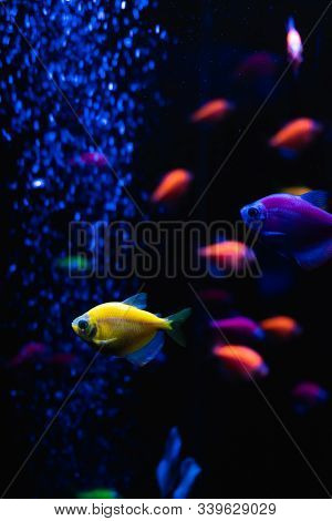 Beautiful Group Of Sea Fishes. Underwater Colorful Life. Bright Yellow Aquarium Fish Ternary Closeup