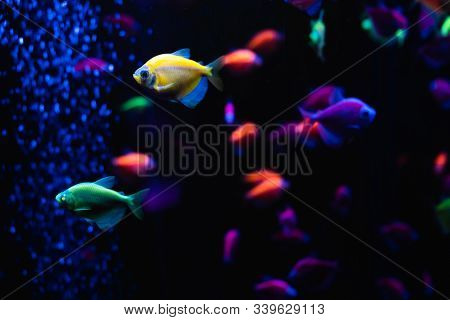 Beautiful Group Of Sea Fishes. Underwater Colorful Life. Bright Yellow Aquarium Fish Ternary Closeup