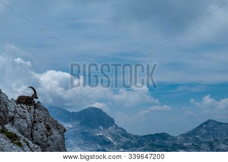 Steinbocks On The Mount Montasio In The Julian Alps, In A Summer Day
