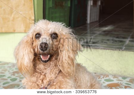 An Untrimmed, Unkempt Apricot-colored Dwarf Poodle Sits And Waits For Its Owner. Carefully Look. Clo