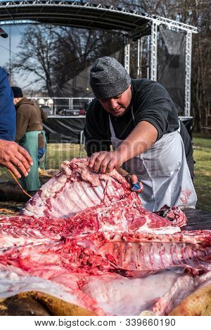 Butchers Slaughtering A Pig