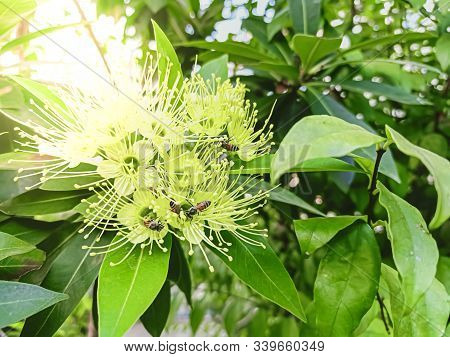 Golden Penda Flower With Bee On Tree,the Scientific Name 