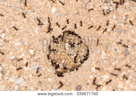 Ants Swarming A Hole In The Ground Entrance To Their Nest