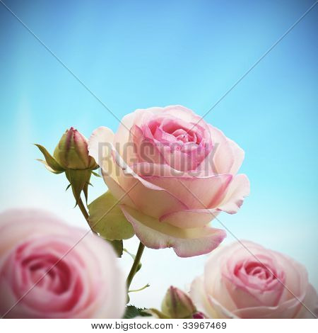 rosebush สีชมพูหรือกุหลาบทรี