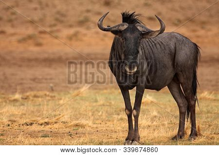 A Blue Wildebeest (connochaetes Taurinus) Calmly Stying On The Kalahari Desert And Loking For The Pr