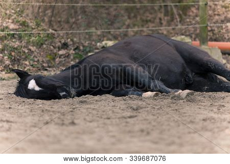 Horse With Colic Lay Down And Sleep Outside