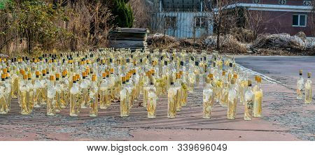Ginseng Liquor Sitting In Sun
