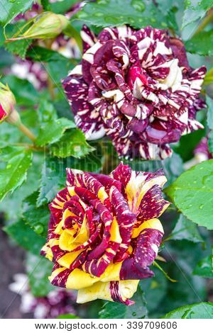 Motley Rose Flower Bush In Bloom At Natural Outdoor Garden
