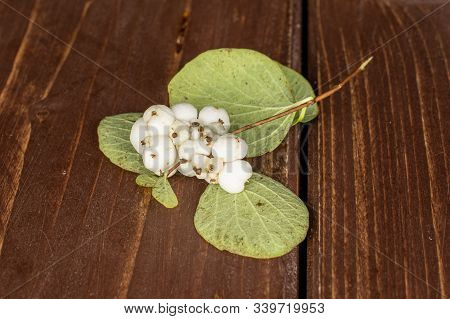 Lot Of Whole White Snowberry Cluster On Brown Wood