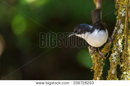 Dark-backed Sibia Black-tailed Birds Are Catching Twigs And On The Ground Looking For Food.