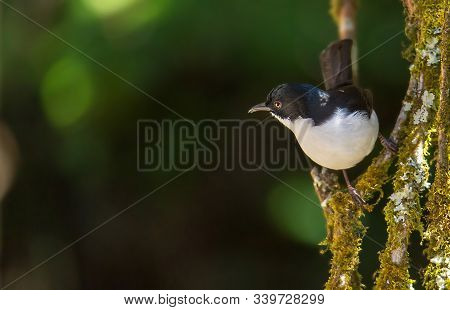 Dark-backed Sibia Black-tailed Birds Are Catching Twigs And On The Ground Looking For Food.