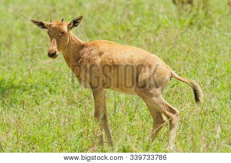 Young Topi urinating (Damaliscus lunatus jimela) in the Serengeti National park, Tanzania