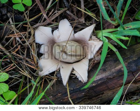 Unusual Rare Unexplored Mushrooms In The Forest.
