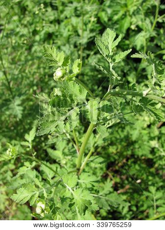 Tanacedum Parthenium Plant (feverfew) In A Garden