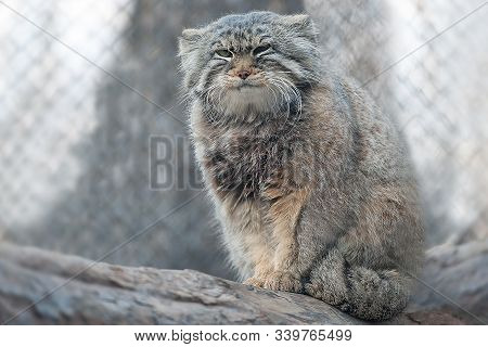 The Pallas's Cat (otocolobus Manul), Also Called Manul, Is A Small Wild Cat With A Broad But Fragmen