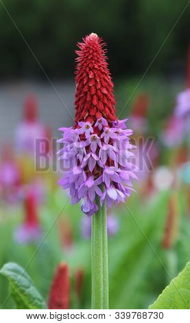 Close Up Image Of The Beautiful Flower Spike Of Primula Vialii , Also Known As Vials Primrose. It Is
